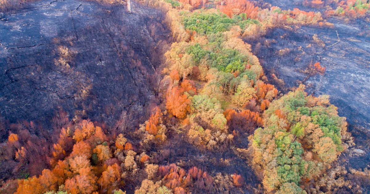 Un été de canicule et d'incendies